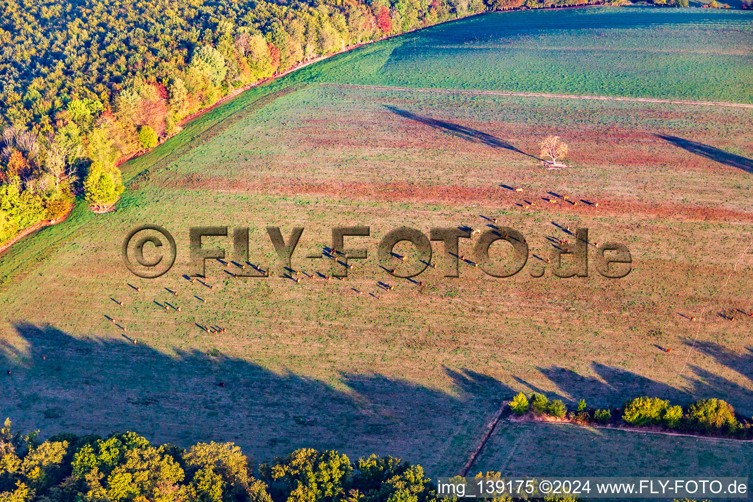 Aerial view of Cow pasture with tree at the edge of the forest in autumn in Reichshoffen in the state Bas-Rhin, France