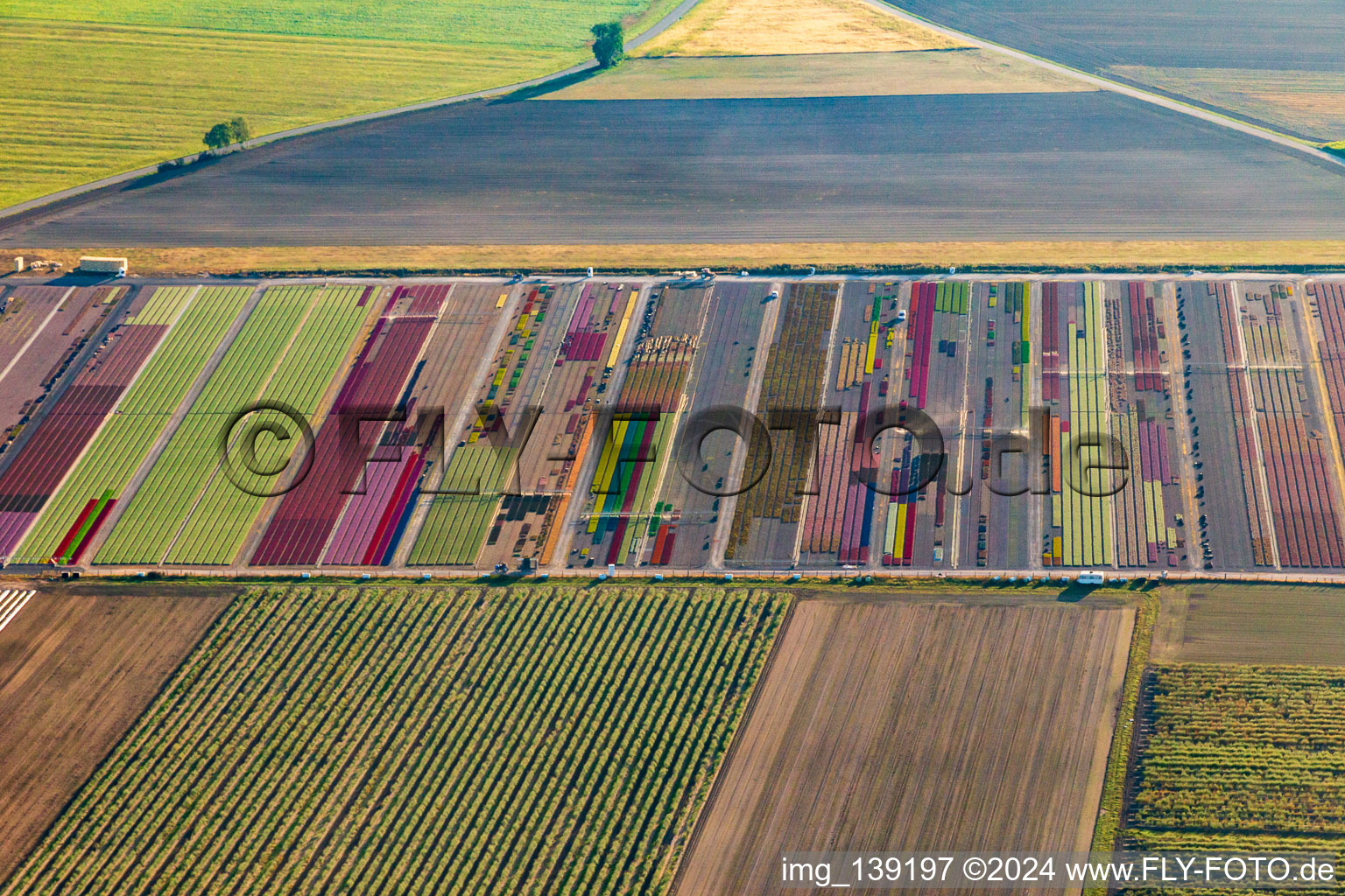 Colorful flower beds of Ferme Brandt Arbogast Morsbronn in Durrenbach in the state Bas-Rhin, France