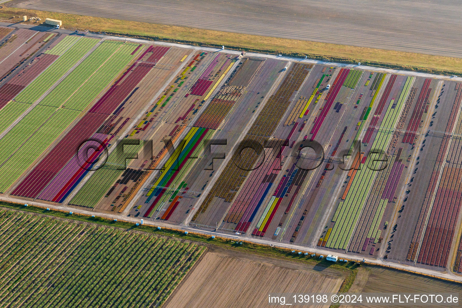 Aerial view of Colorful flower beds of Ferme Brandt Arbogast Morsbronn in Durrenbach in the state Bas-Rhin, France