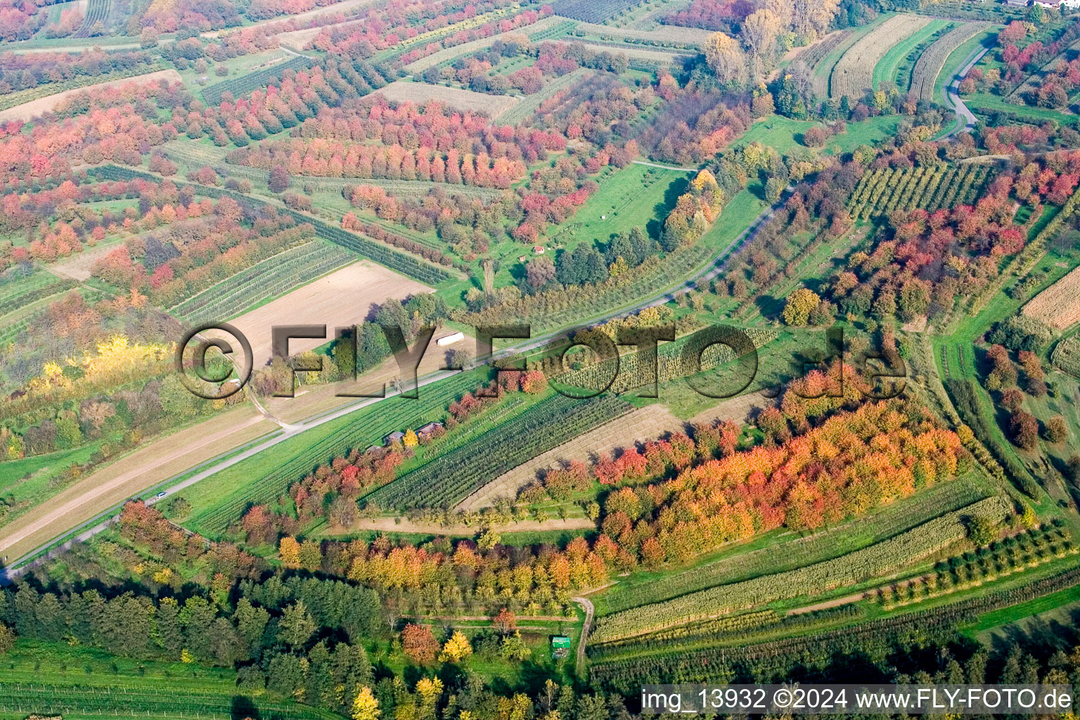 Rows of trees in indian summer colours of Plum cultivation plantation in Renchen in the state Baden-Wurttemberg, Germany