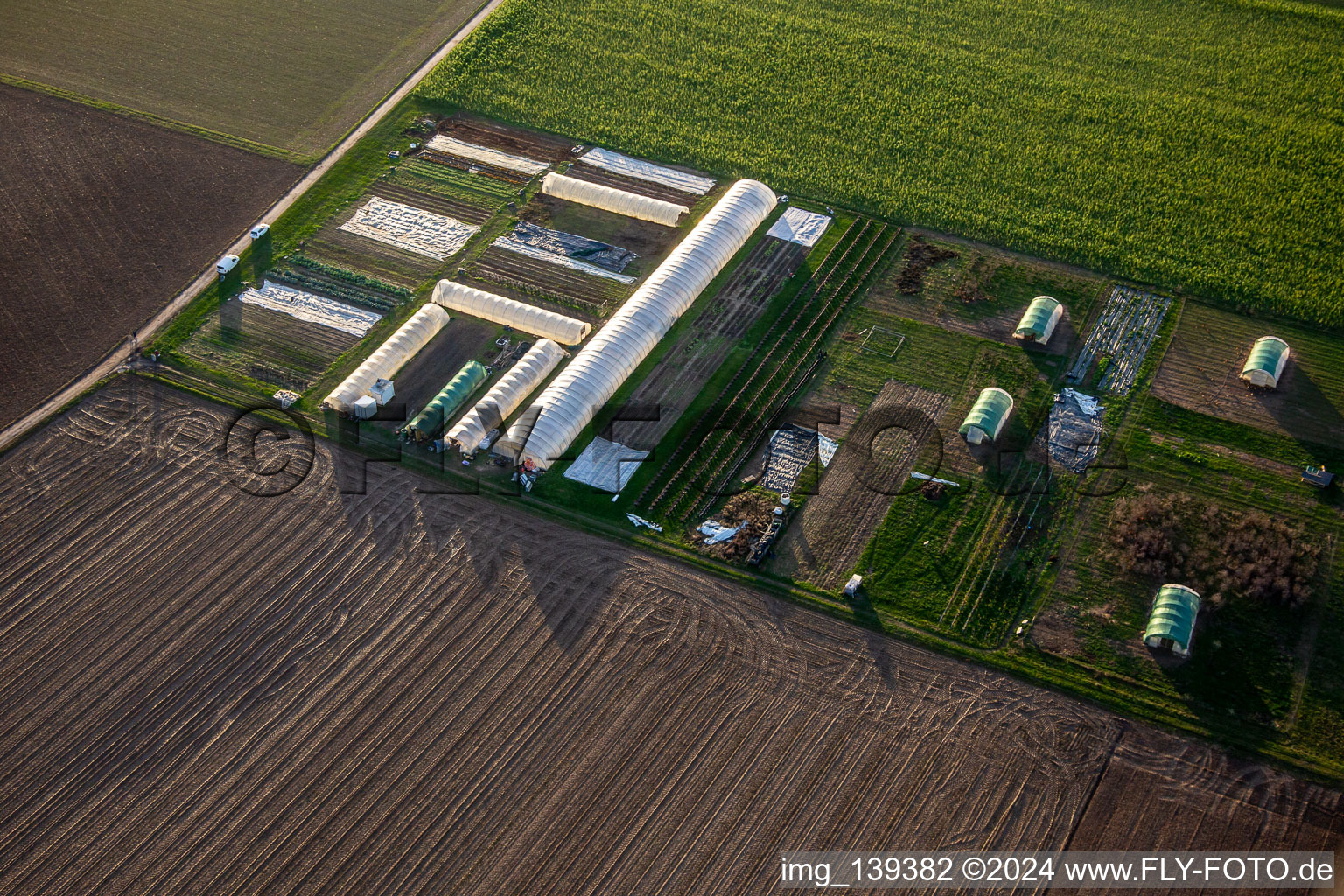 Organic vegetables, sprouts and chickens in Steinweiler in the state Rhineland-Palatinate, Germany