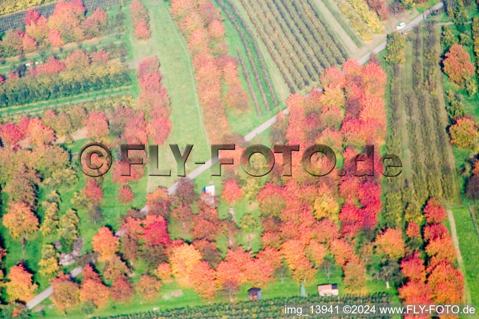 Plum trees in autumn leaves in the district Mösbach in Achern in the state Baden-Wuerttemberg, Germany