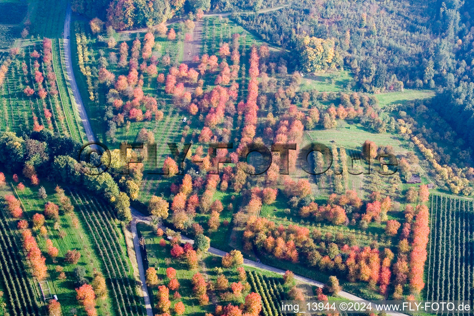 Aerial view of Plum trees in autumn leaves in the district Mösbach in Achern in the state Baden-Wuerttemberg, Germany