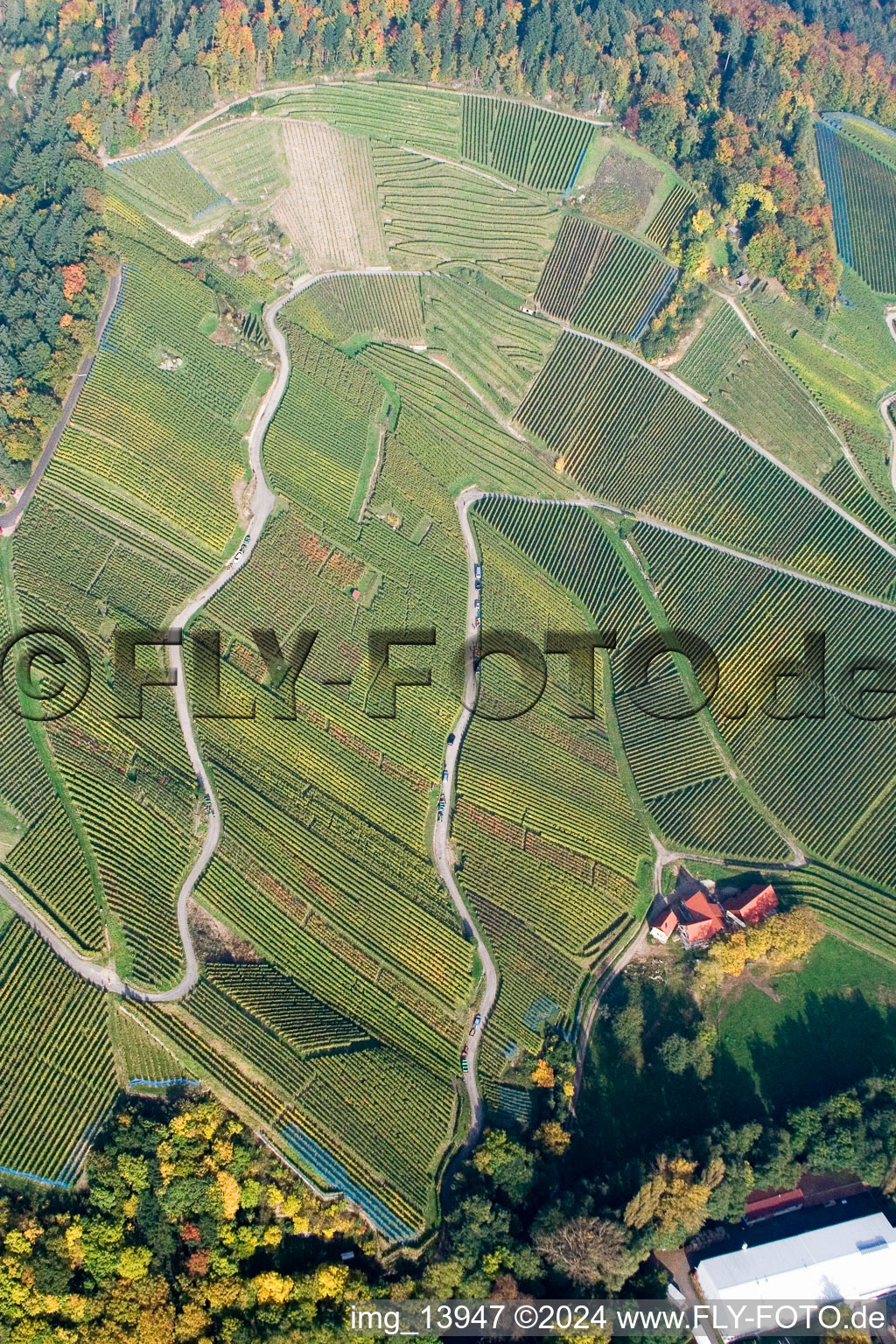 Fields of wine cultivation landscape at the edge of the black forest in Achern in the state Baden-Wurttemberg