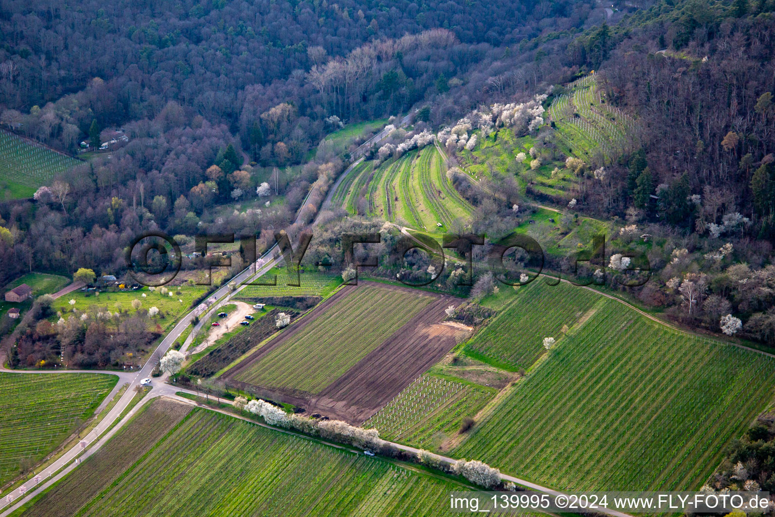 Kalmithöhenstrasse with flowering trees in spring in Maikammer in the state Rhineland-Palatinate, Germany