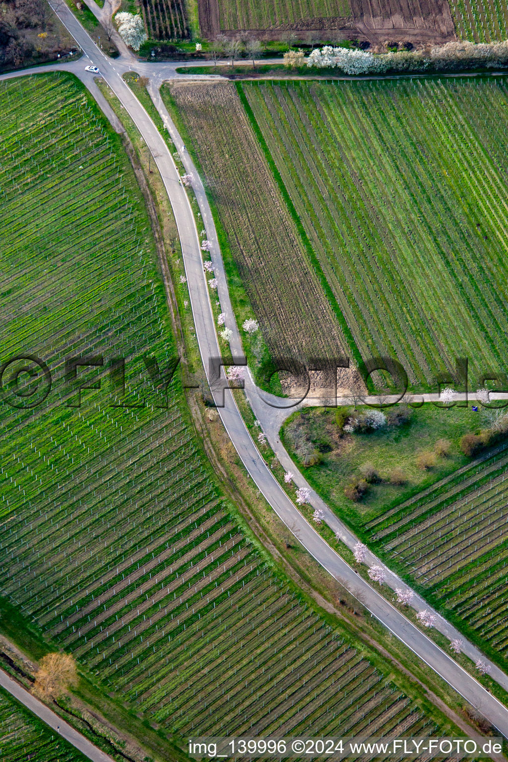 Aerial view of Kalmithöhenstraße with flowering trees in spring in Maikammer in the state Rhineland-Palatinate, Germany