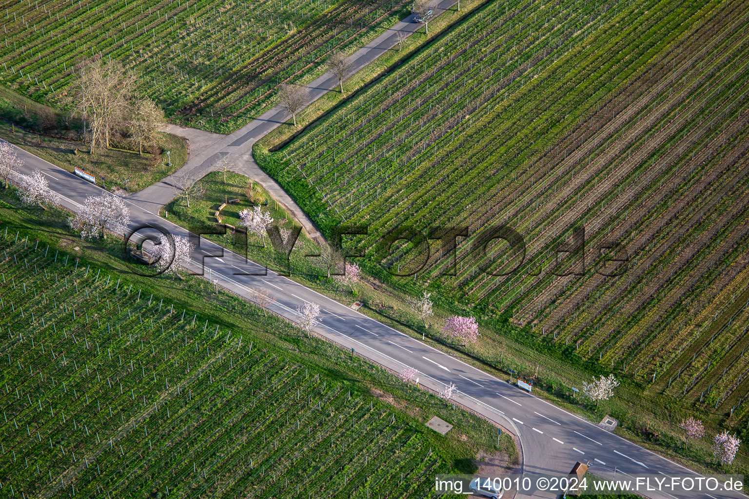 Blooming almond trees on Villastrasse in Edenkoben in the state Rhineland-Palatinate, Germany