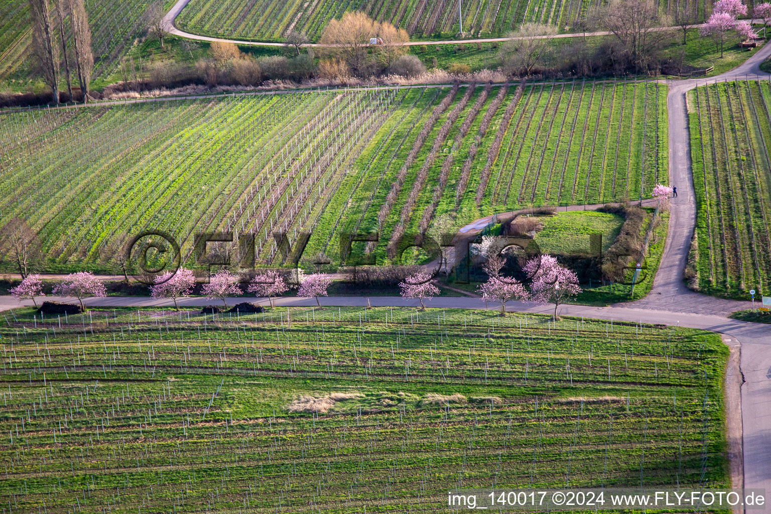 Blooming almond trees on Theresienstr in the district Rhodt in Rhodt unter Rietburg in the state Rhineland-Palatinate, Germany