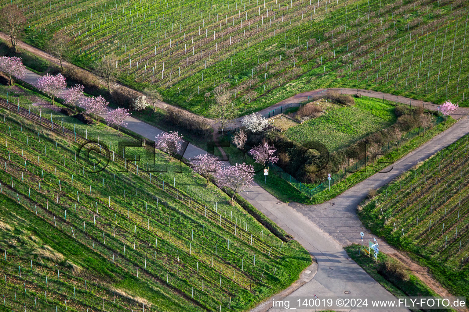 Aerial view of Blooming almond trees on Theresienstr in the district Rhodt in Rhodt unter Rietburg in the state Rhineland-Palatinate, Germany