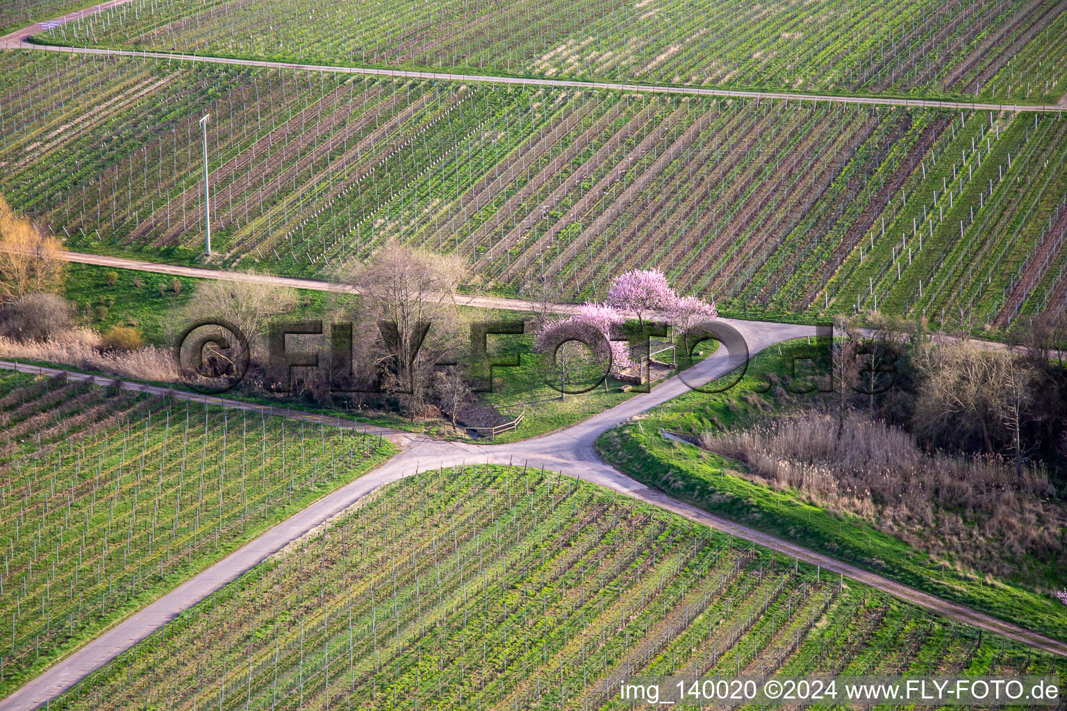 Aerial photograpy of Blooming almond trees on Theresienstr in Rhodt unter Rietburg in the state Rhineland-Palatinate, Germany