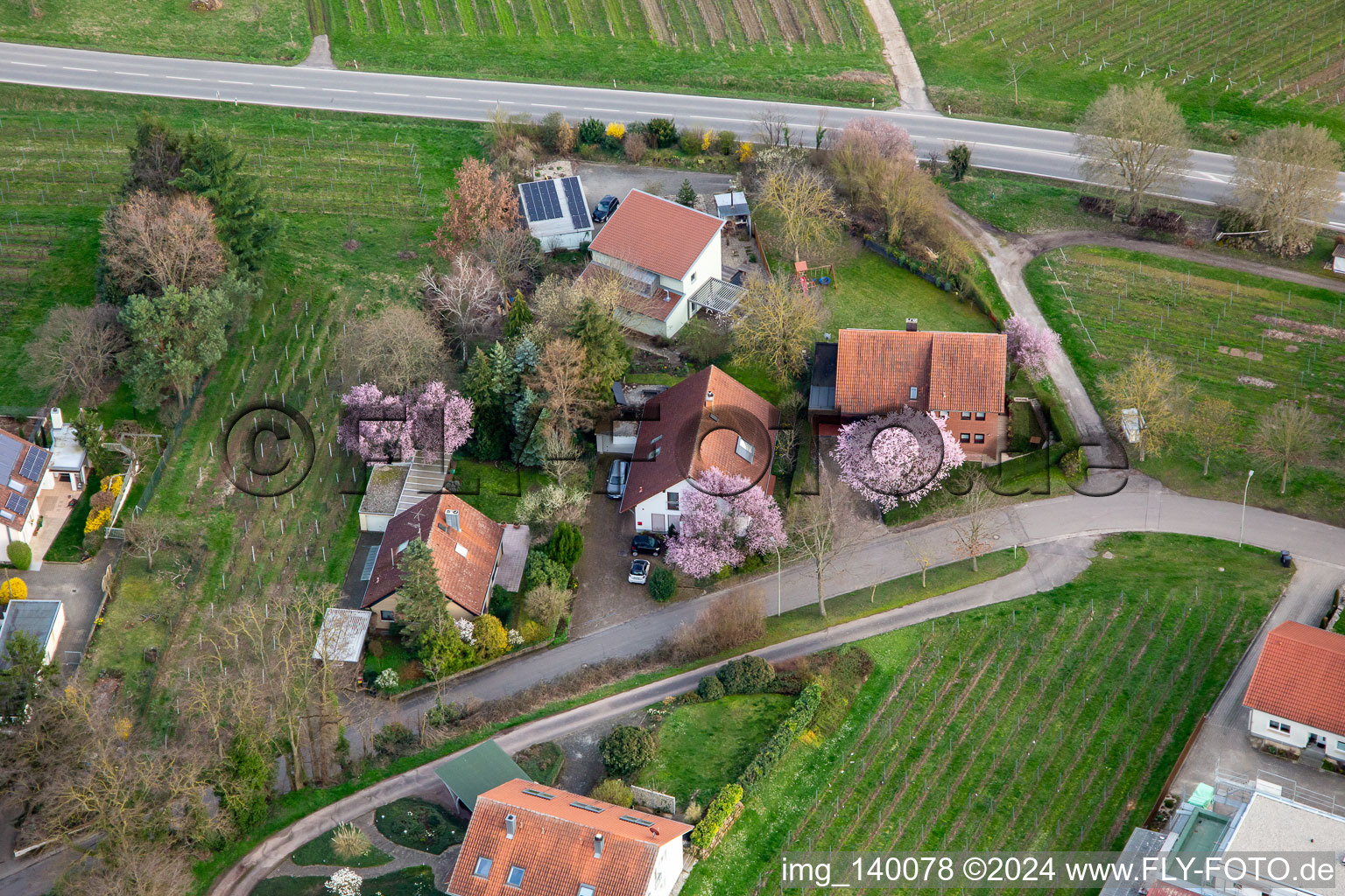 4 residential houses with pink flowering trees in Oberdorfstr in the district Ilbesheim in Ilbesheim bei Landau in der Pfalz in the state Rhineland-Palatinate, Germany