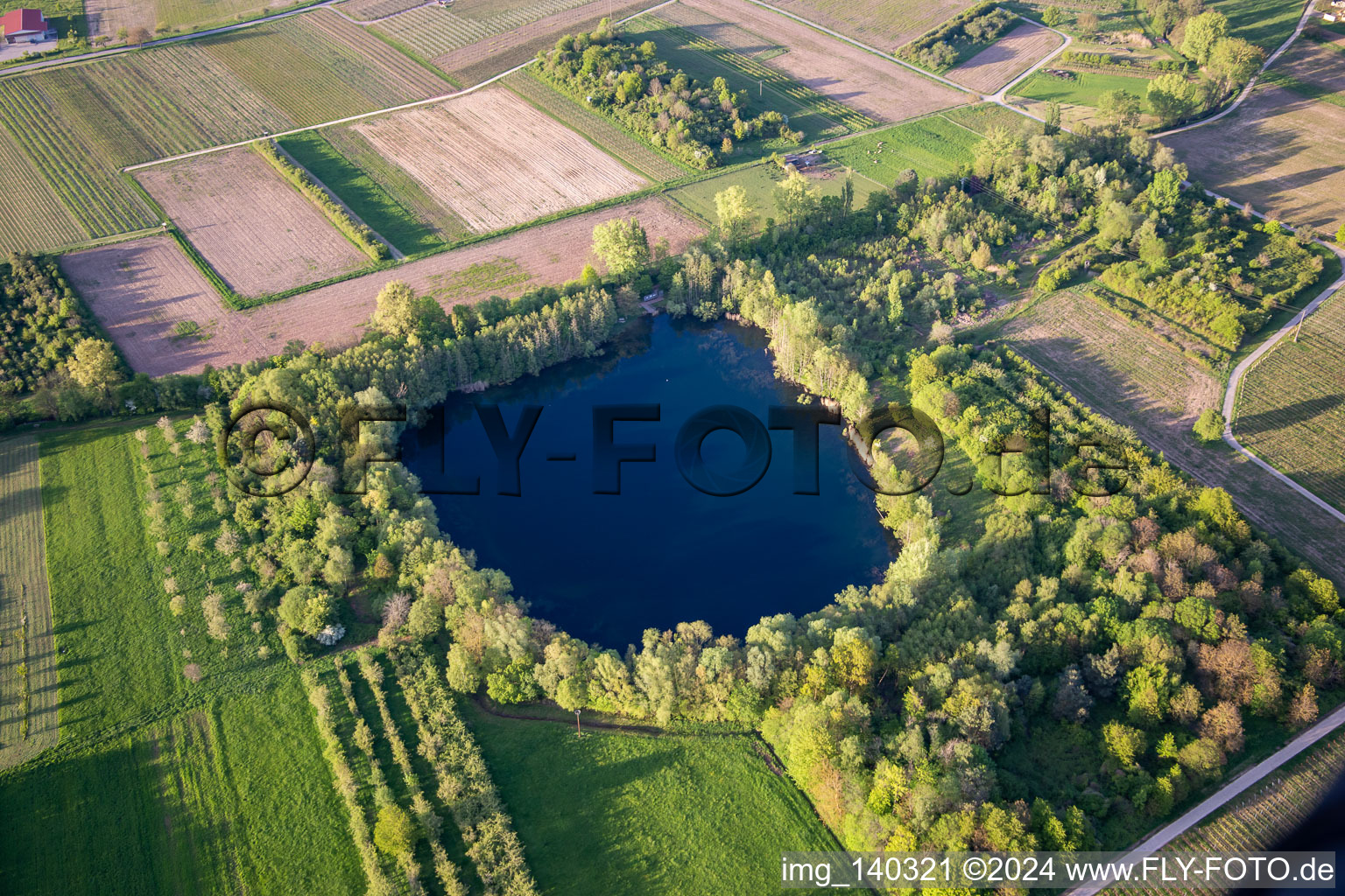 Biotope pond old clay pit in Göcklingen in the state Rhineland-Palatinate, Germany