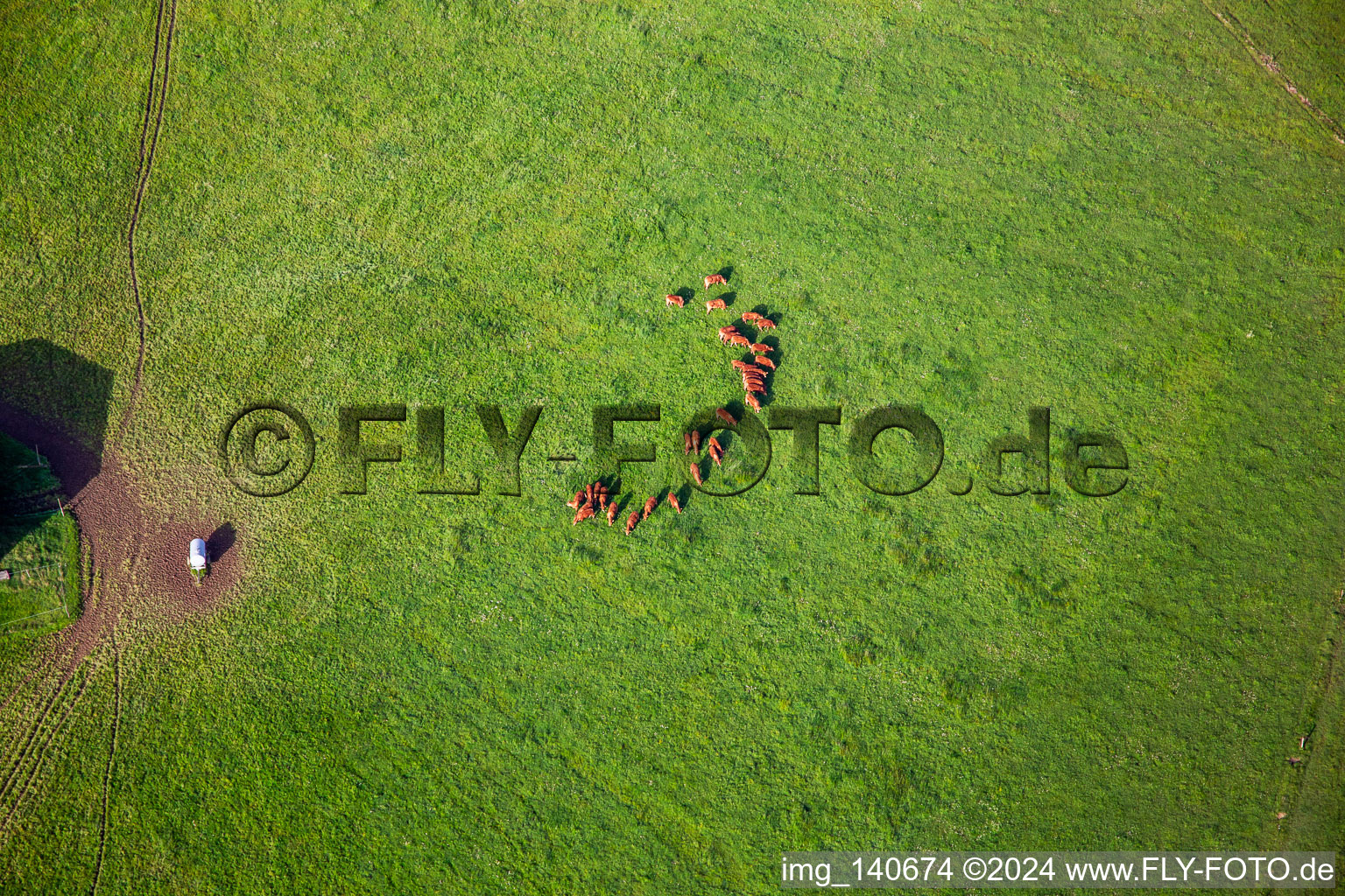 Group of brown cattle on green meadow in Petit-Réderching in the state Moselle, France