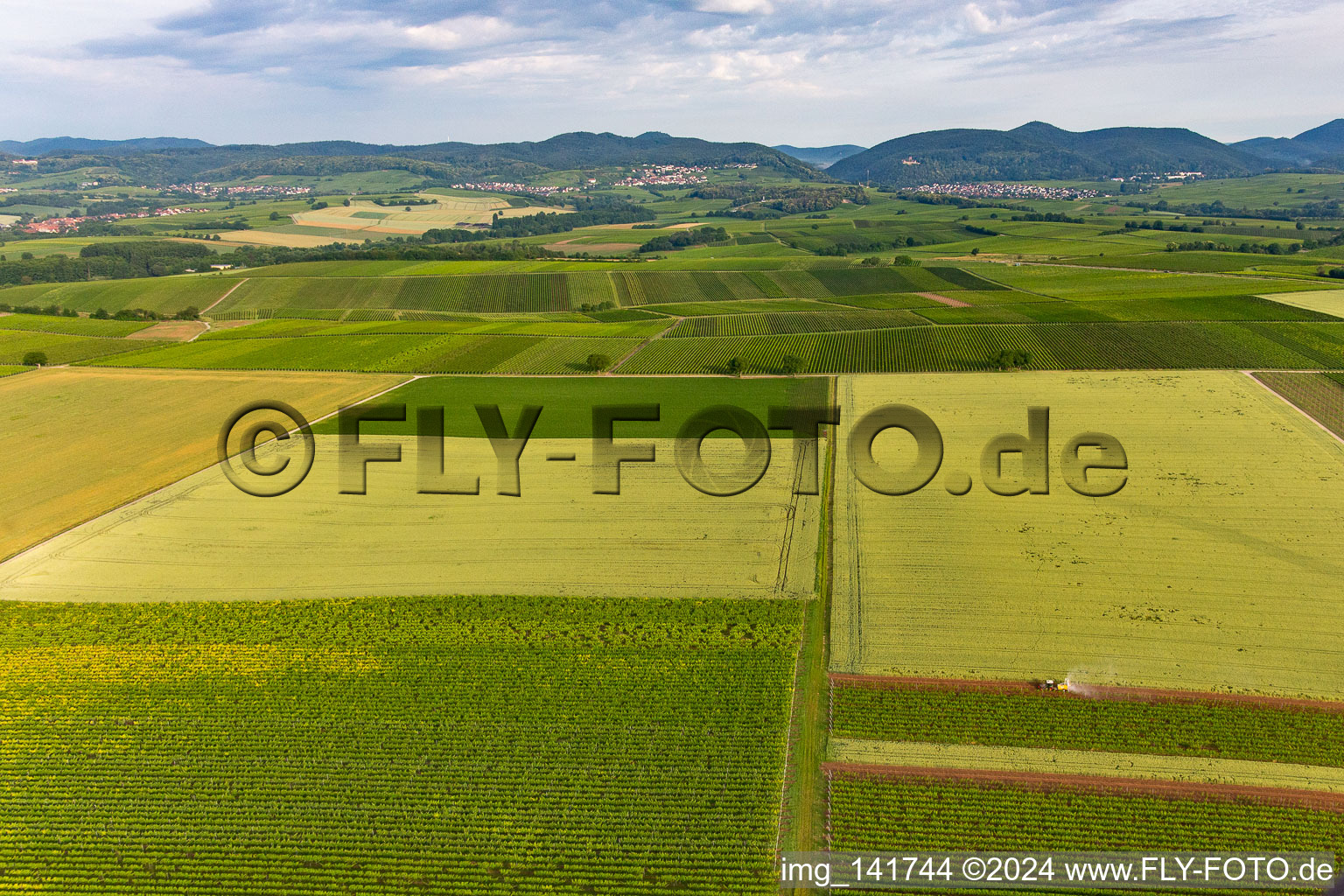 Vineyards in front of Klingenmünster in Klingenmünster in the state Rhineland-Palatinate, Germany