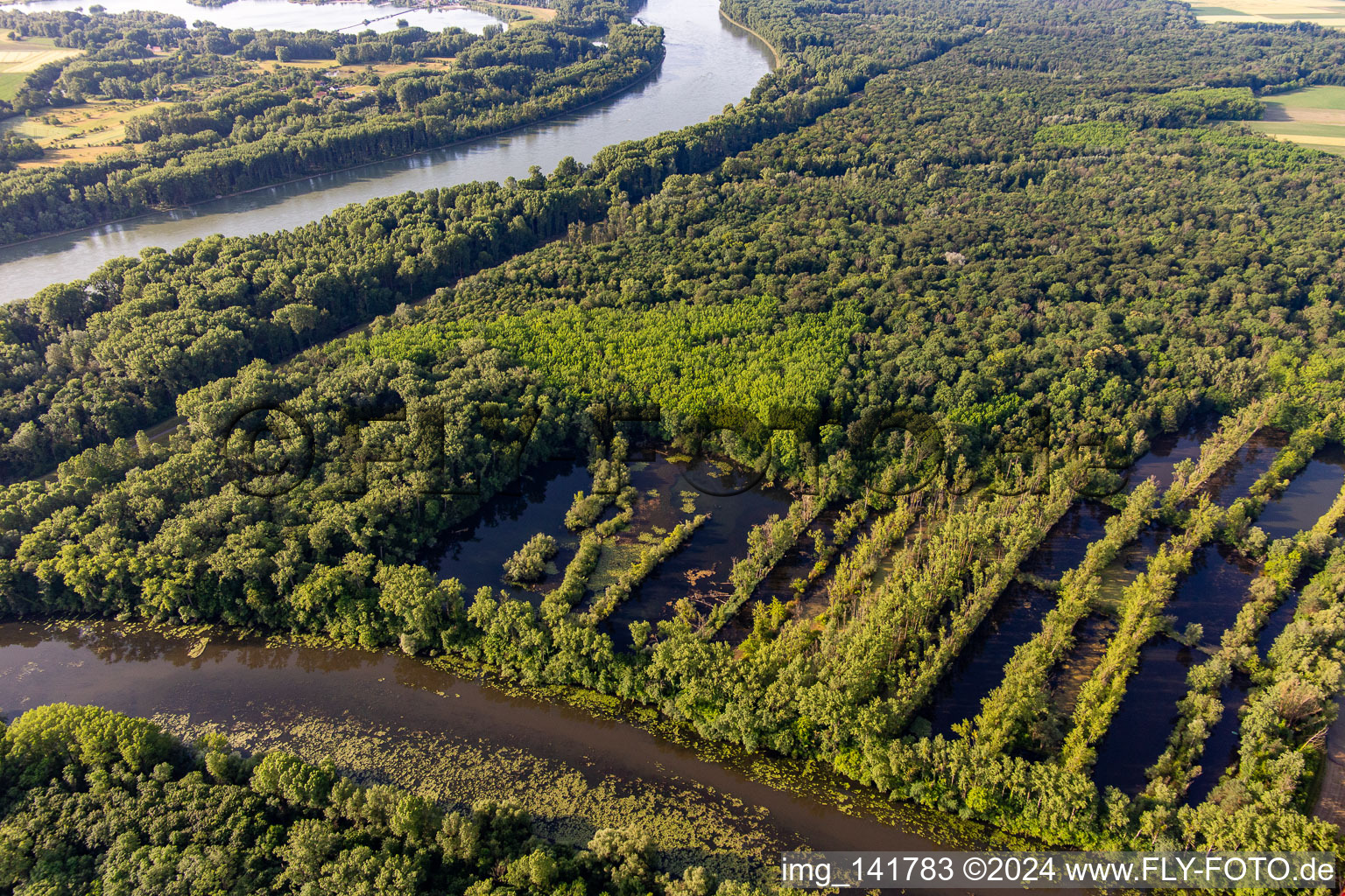 Flooding of the Rhine meadows on the Old Rhine (Michelsbach) in Hördt in the state Rhineland-Palatinate, Germany