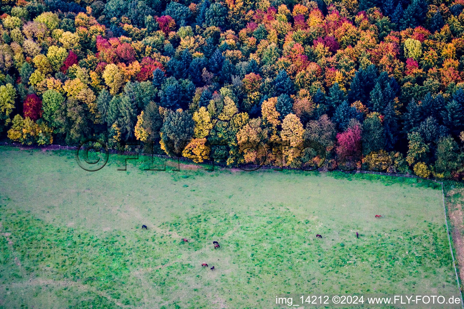 Grass area-structures meadow pasture with horse- herd at the edge of forest in indian summer colours in Dielheim in the state Baden-Wurttemberg