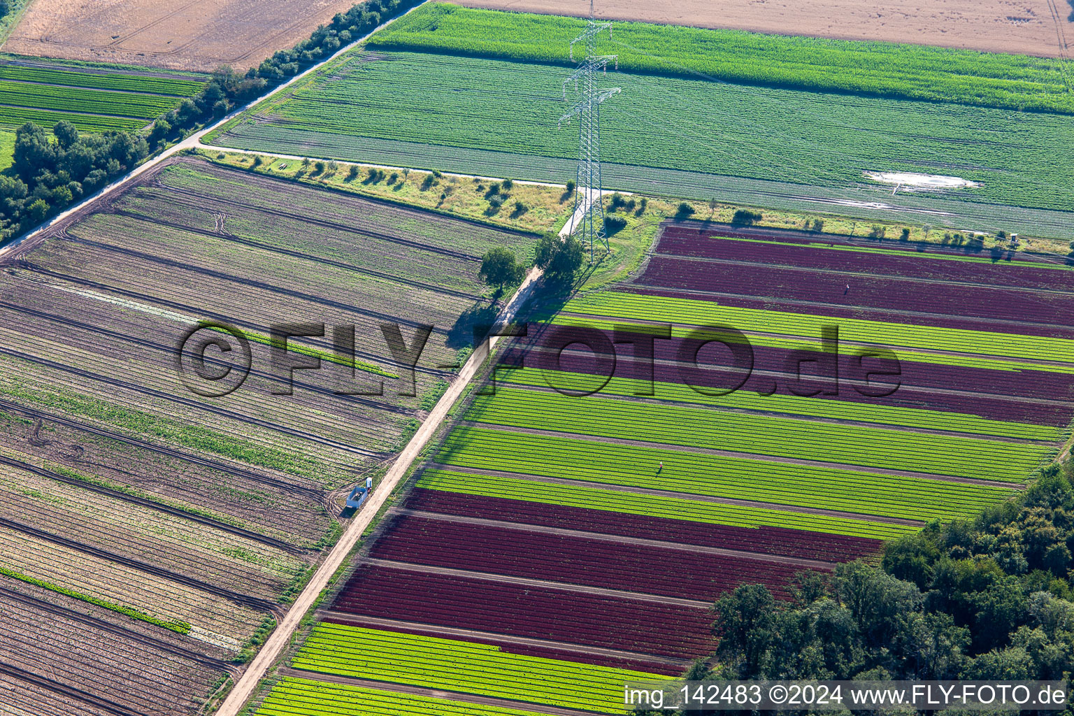 High voltage pylon between fields of colorful lettuce crops in the district Niederlustadt in Lustadt in the state Rhineland-Palatinate, Germany