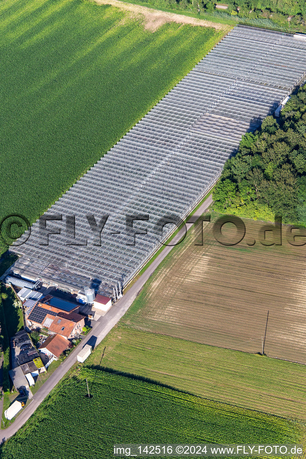 Aerial photograpy of Blumen-Xpert GbR nursery with greenhouses on Hördter Straße in the district Sondernheim in Germersheim in the state Rhineland-Palatinate, Germany