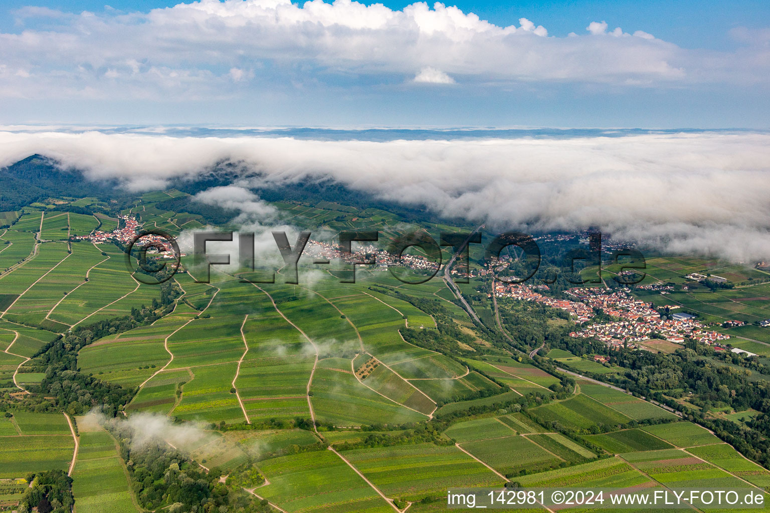 Vineyards on the edge of the cloud-covered Palatinate Forest between Arzheim, Birkweiler and Ranschbach in Ranschbach in the state Rhineland-Palatinate, Germany