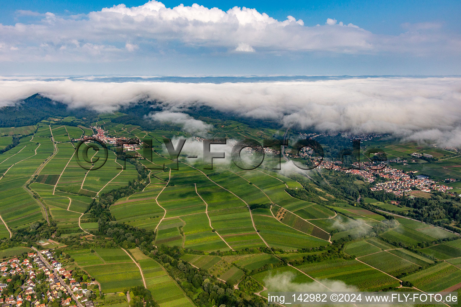 Vineyards on the edge of the cloud-covered Palatinate Forest between Arzheim, Birkweiler and Ranschbach in the district Arzheim in Landau in der Pfalz in the state Rhineland-Palatinate, Germany