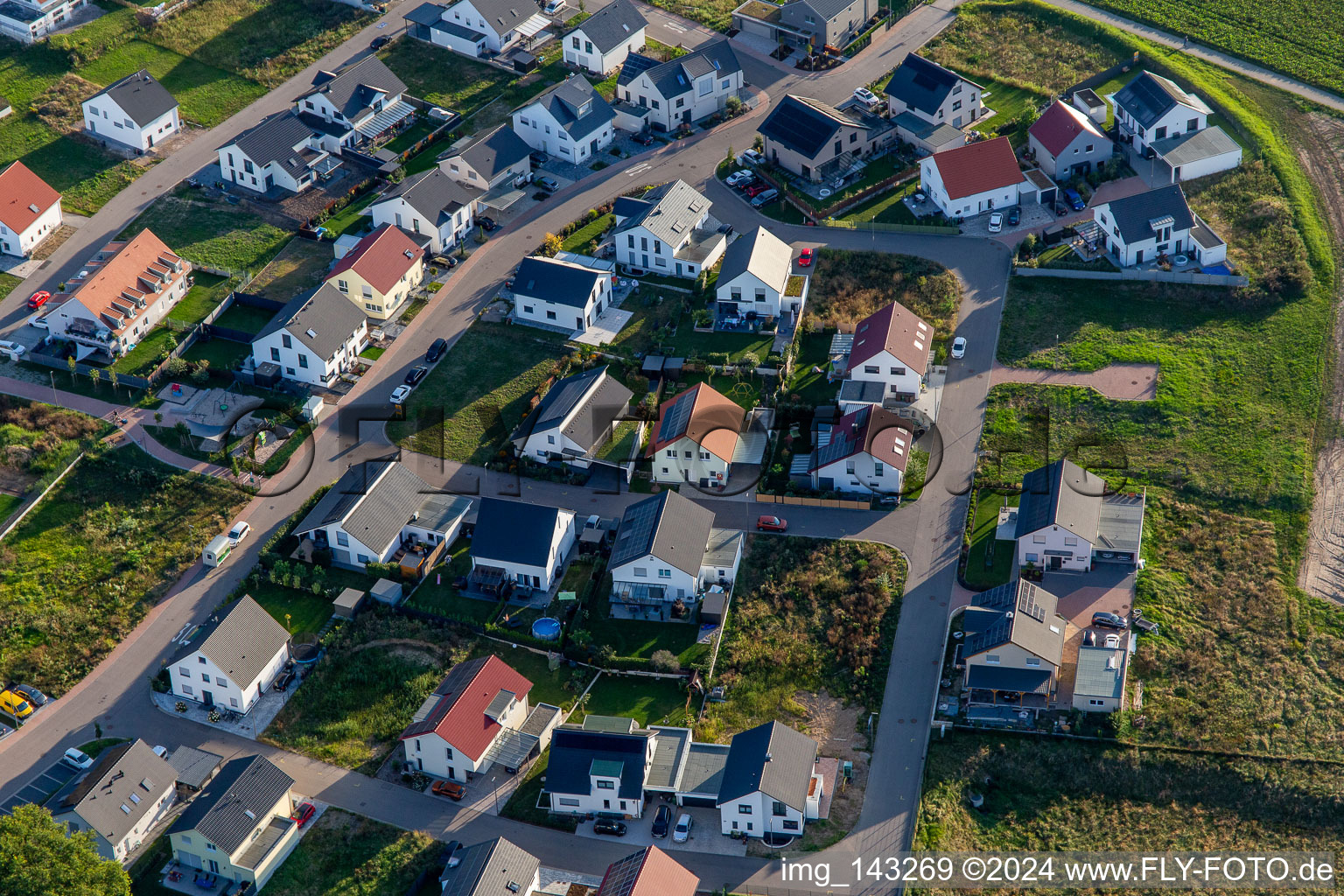 Daffodil Path in Kandel in the state Rhineland-Palatinate, Germany from above