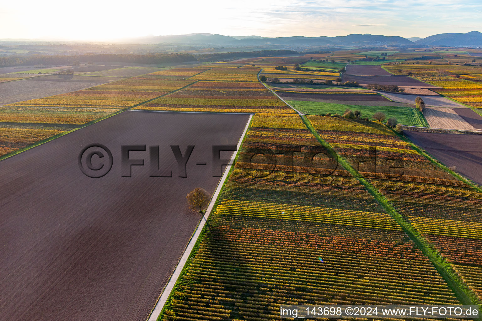 Vineyards of the southern Wienstraße in autumn leaves in the district Ingenheim in Billigheim-Ingenheim in the state Rhineland-Palatinate, Germany