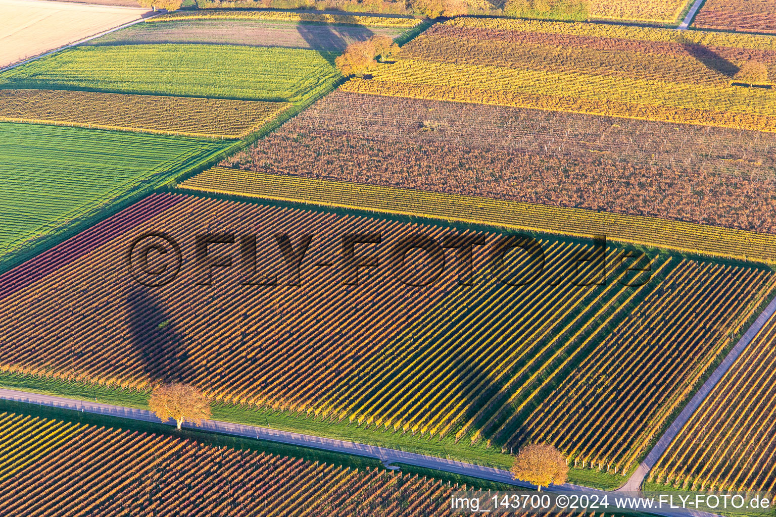 Aerial photograpy of Vineyards of the southern Wienstraße in autumn leaves in the district Ingenheim in Billigheim-Ingenheim in the state Rhineland-Palatinate, Germany