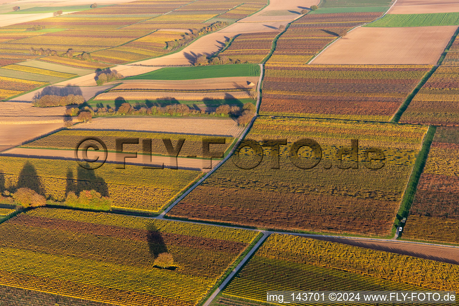 Vineyards of the southern Wienstraße in autumn leaves in the district Mühlhofen in Billigheim-Ingenheim in the state Rhineland-Palatinate, Germany