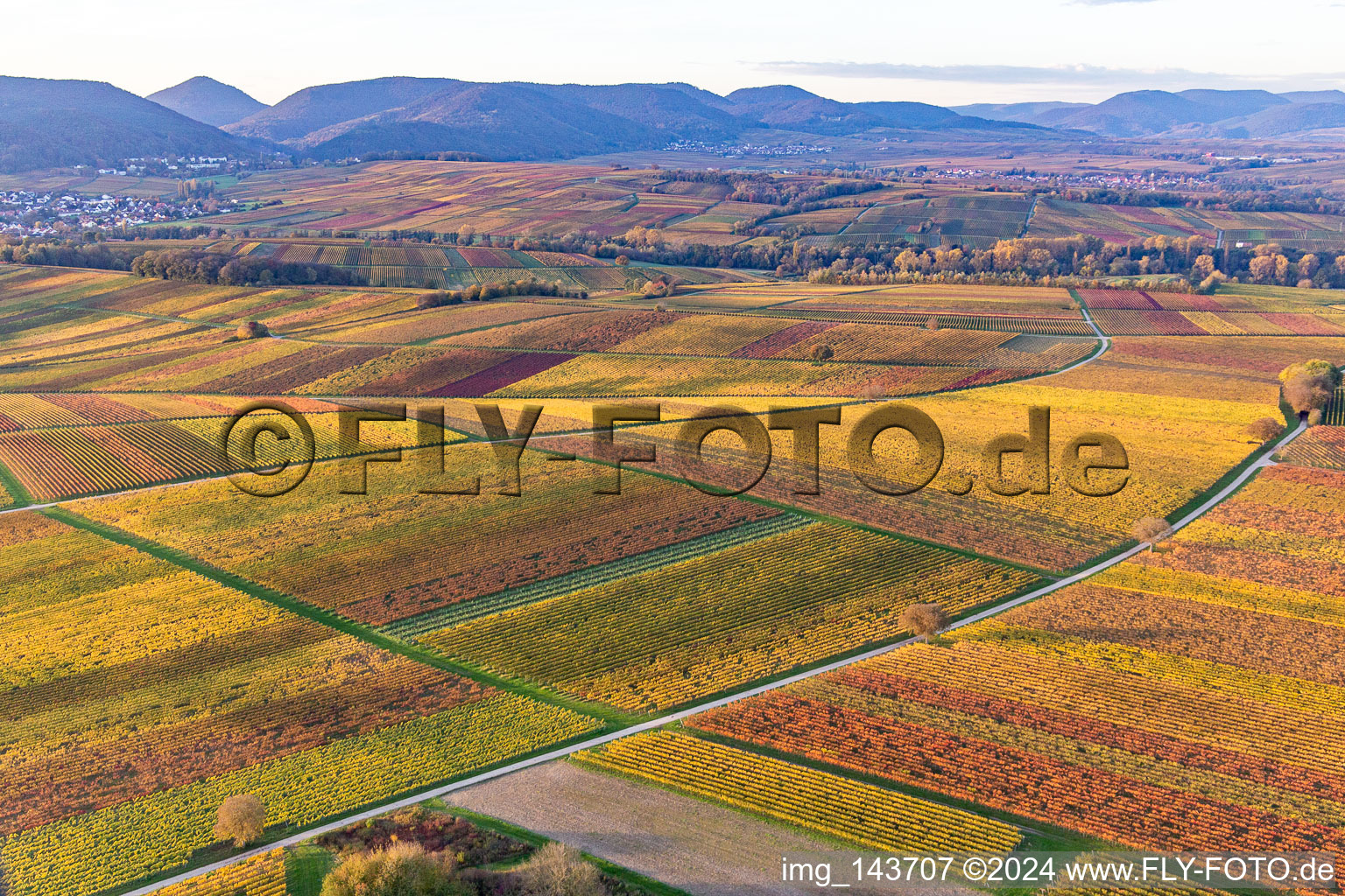 Aerial view of Vineyards of the southern Wienstraße in autumn leaves in the district Klingen in Heuchelheim-Klingen in the state Rhineland-Palatinate, Germany