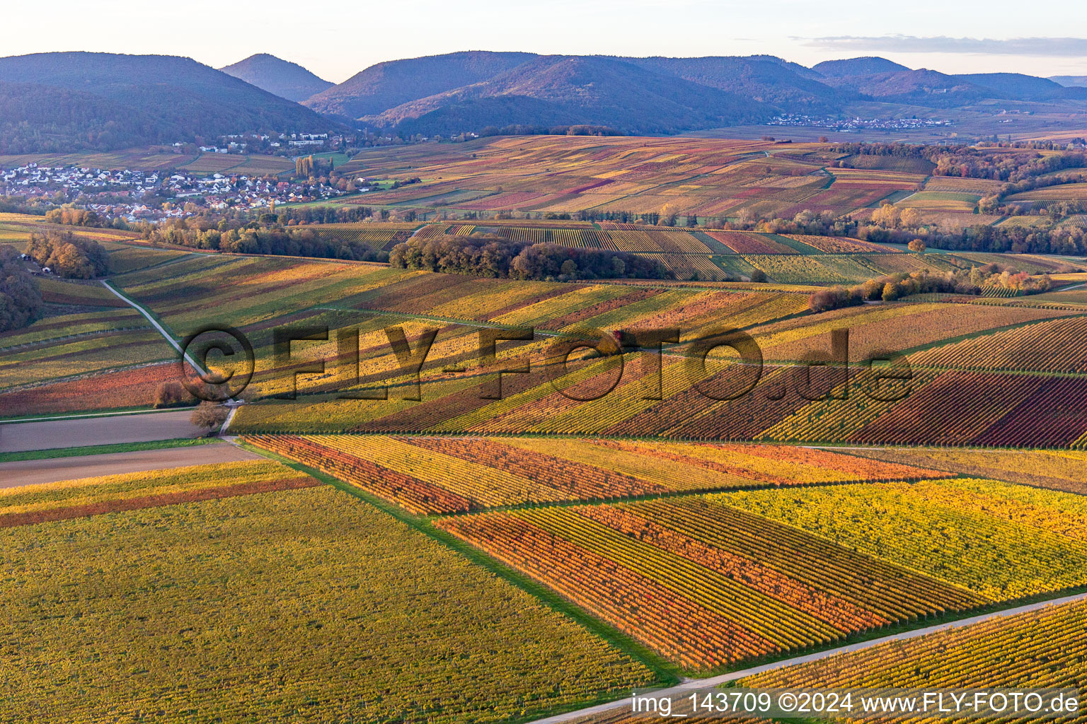 Oblique view of Vineyards of the southern Wienstraße in autumn leaves in the district Klingen in Heuchelheim-Klingen in the state Rhineland-Palatinate, Germany