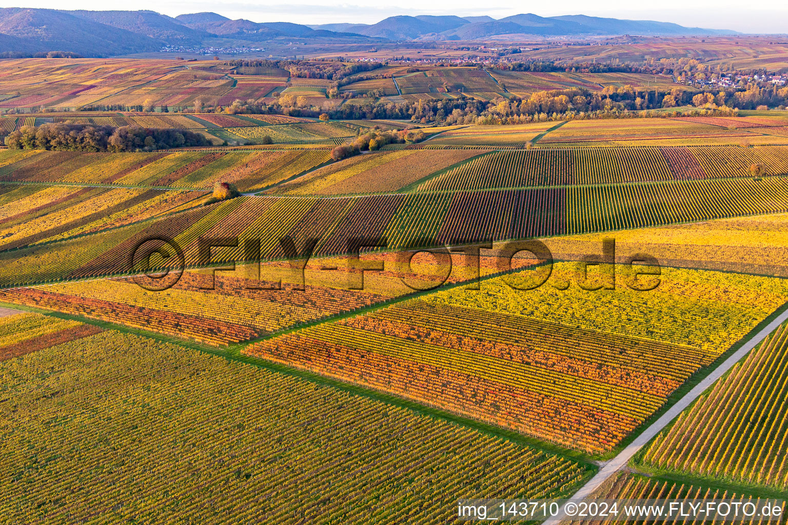 Vineyards of the southern Wienstraße in autumn leaves in the district Klingen in Heuchelheim-Klingen in the state Rhineland-Palatinate, Germany from above