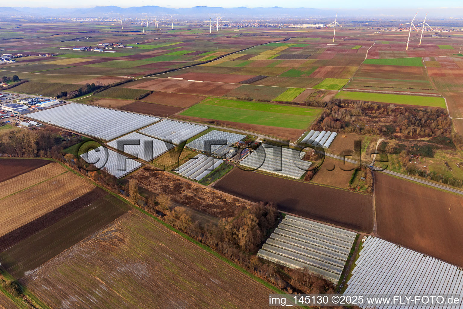 Ensemble of greenhouses and foil tunnels at Klingbach in Herxheim bei Landau in the state Rhineland-Palatinate, Germany