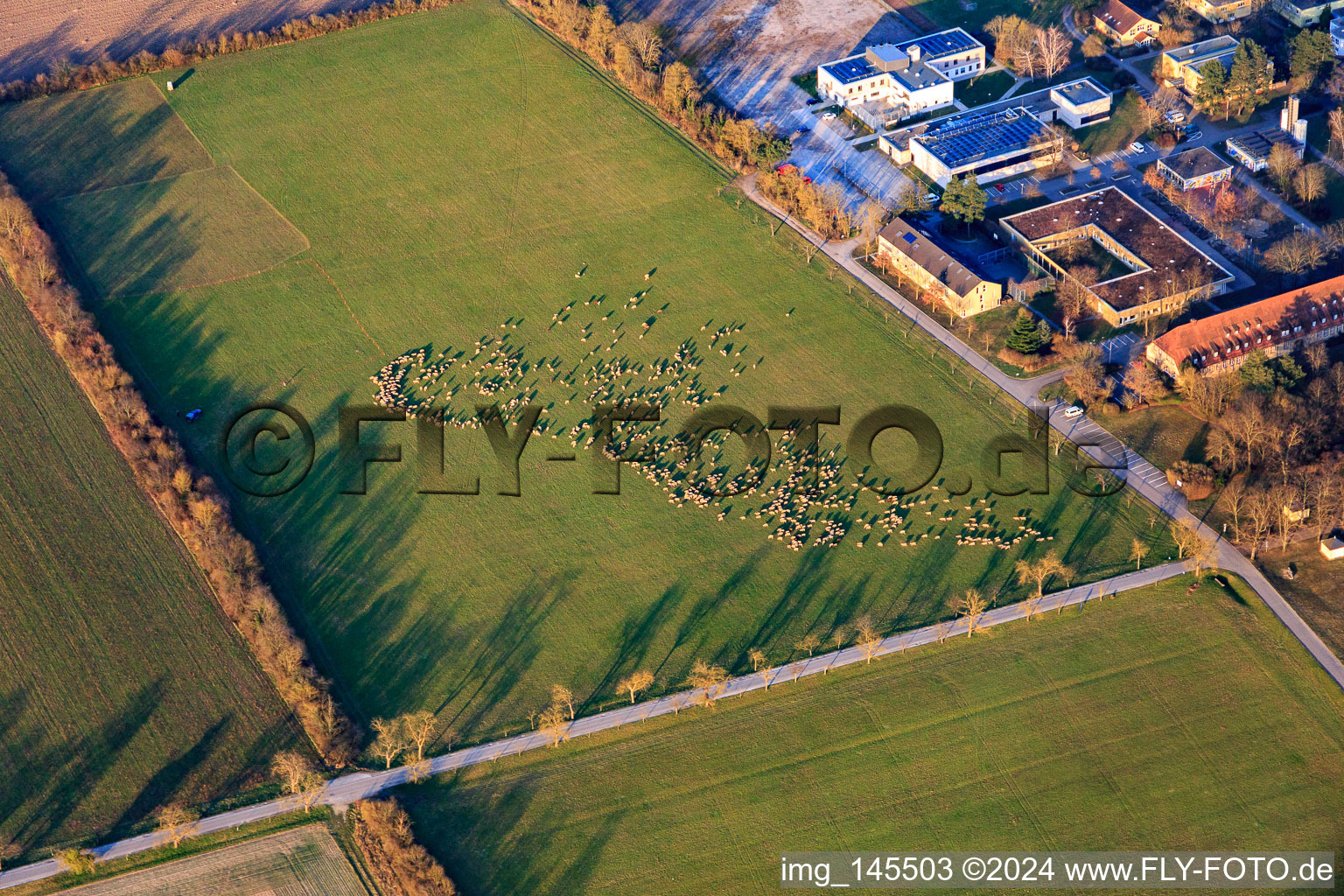 Sheep herd at the castle Stutensee in the district Friedrichstal in Stutensee in the state Baden-Wuerttemberg, Germany