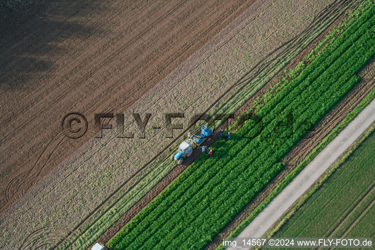 Tractor harvestinf vegetables on agricultural fields in Boebingen in the state Rhineland-Palatinate