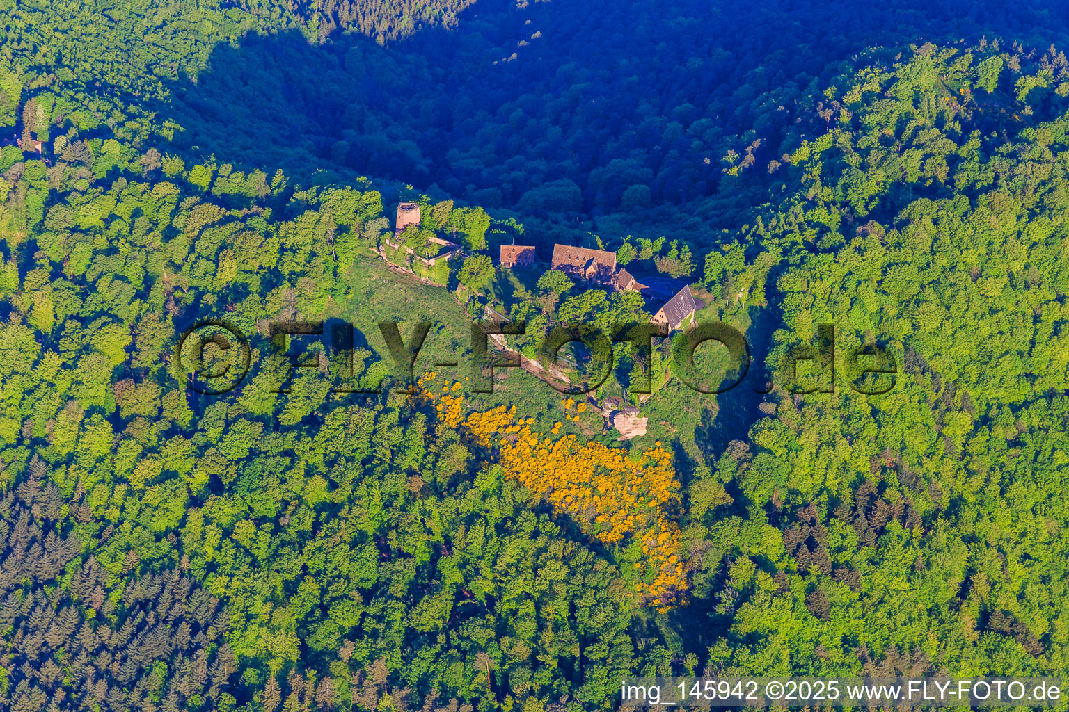 CHÂTEAU DU HUNEBOURG from the east in Dossenheim-sur-Zinsel in the state Bas-Rhin, France