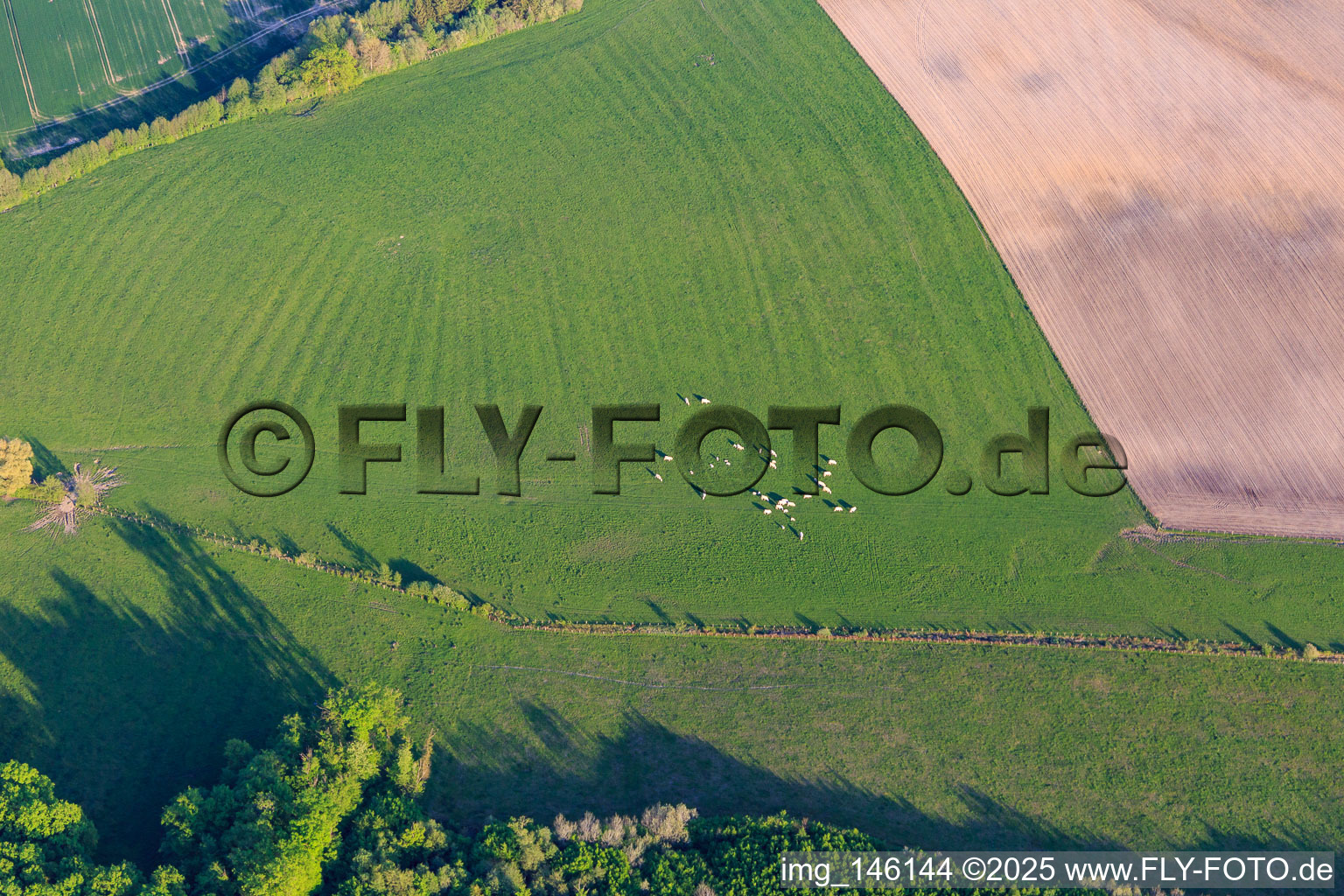 Charolais cattle on green pasture in Gosselming in the state Moselle, France