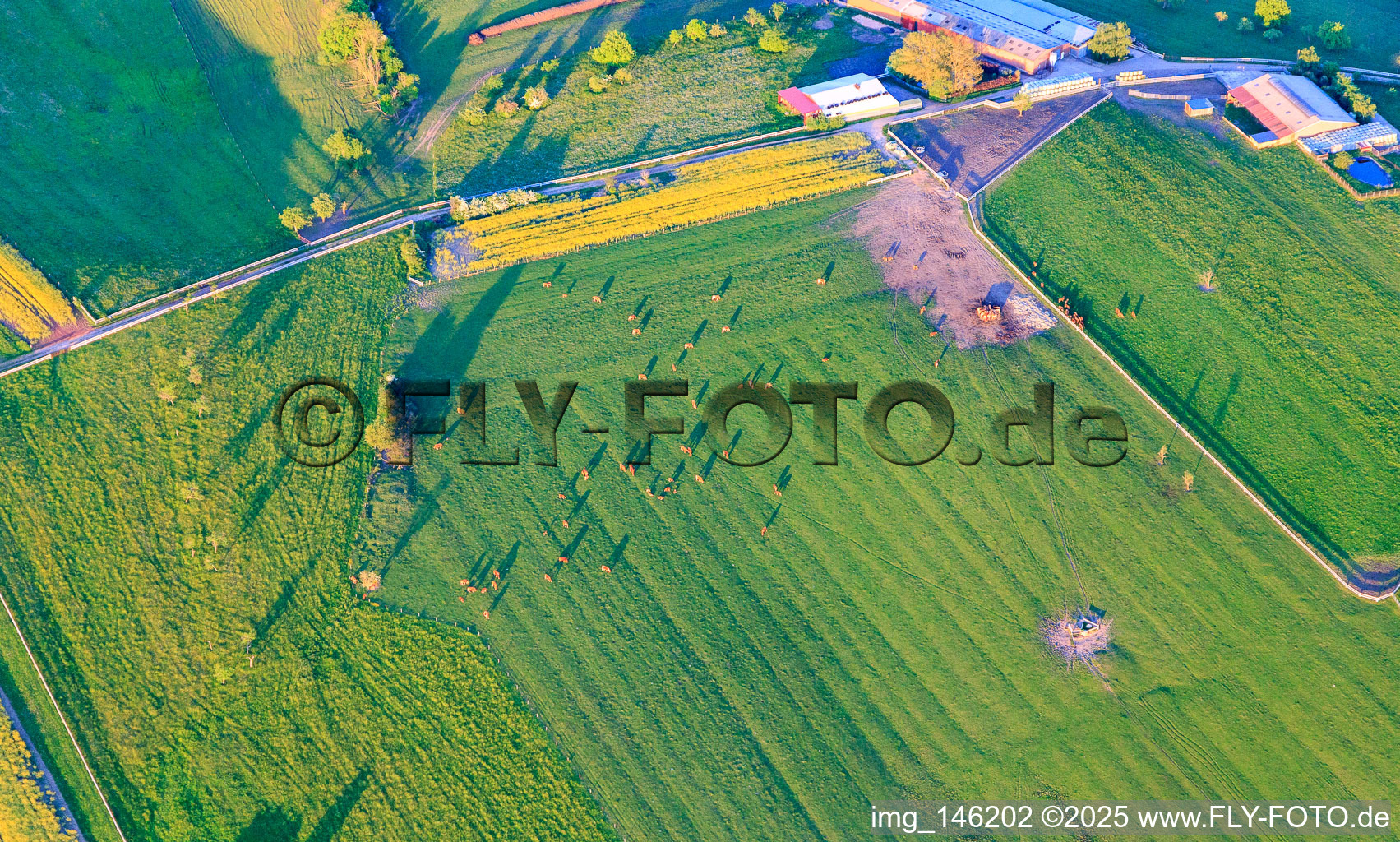 Herd of cattle on green pasture in the evening in Bissert in the state Bas-Rhin, France