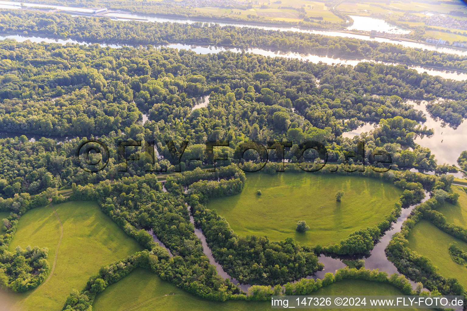Aerial view of Taubergiessen nature reserve between the Rhine meadows and the Rhine in the district Rheinau in Ortenaukreis in the state Baden-Wuerttemberg, Germany
