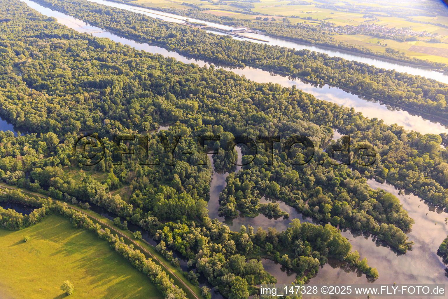 Old Rhine arms in the Taubergiessen nature reserve between the Rhine meadows and the Rhine in the district Rheinau in Ortenaukreis in the state Baden-Wuerttemberg, Germany