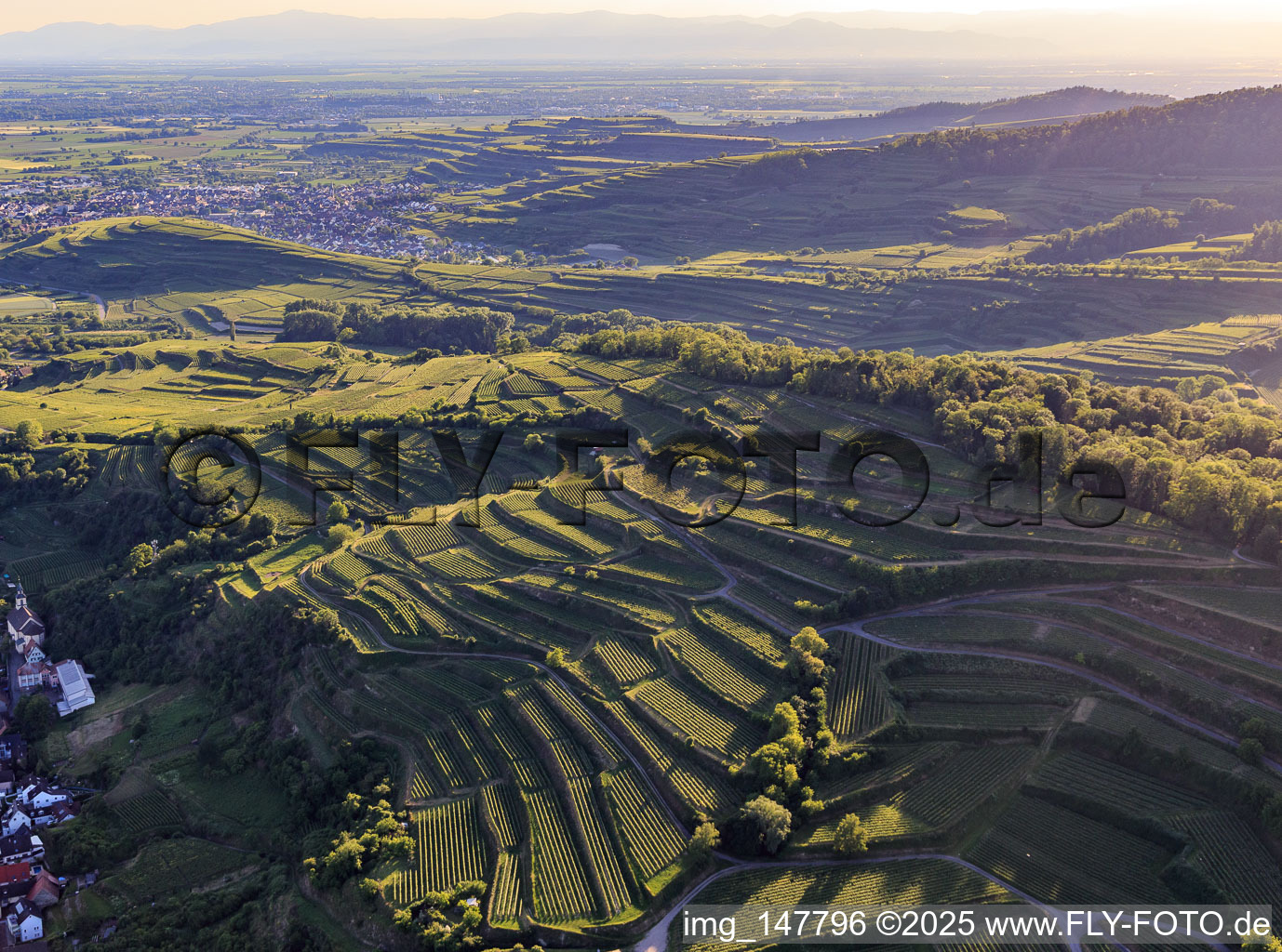 Terraced vineyards in the southern Kaiserstuhl in the district Wasenweiler in Ihringen in the state Baden-Wuerttemberg, Germany