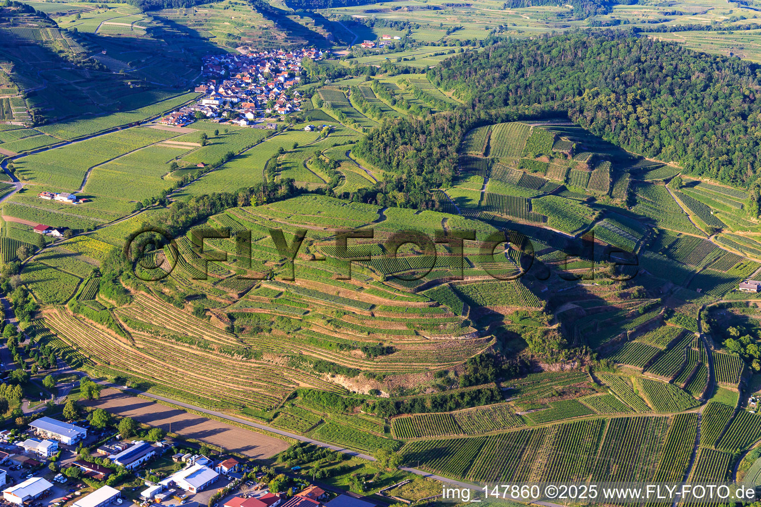 Vineyards on the Kaiserstuhl from the west in the district Achkarren in Vogtsburg im Kaiserstuhl in the state Baden-Wuerttemberg, Germany