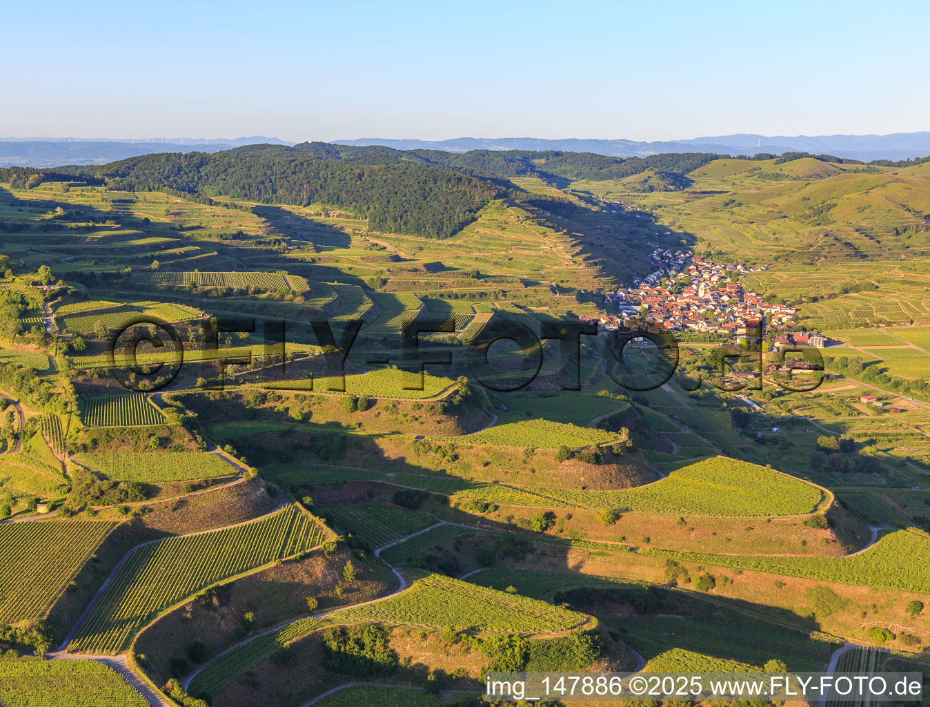 Terraced vineyards in the Kaiserstuhl from the west in the district Oberrotweil in Vogtsburg im Kaiserstuhl in the state Baden-Wuerttemberg, Germany