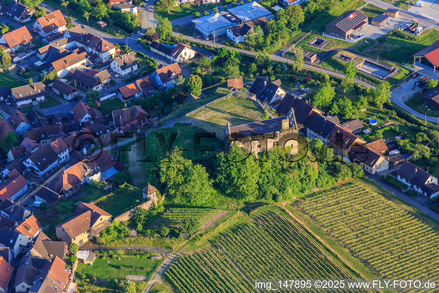 Ruins of the castle Burkheim above the vineyard in the district Burkheim in Vogtsburg im Kaiserstuhl in the state Baden-Wuerttemberg, Germany