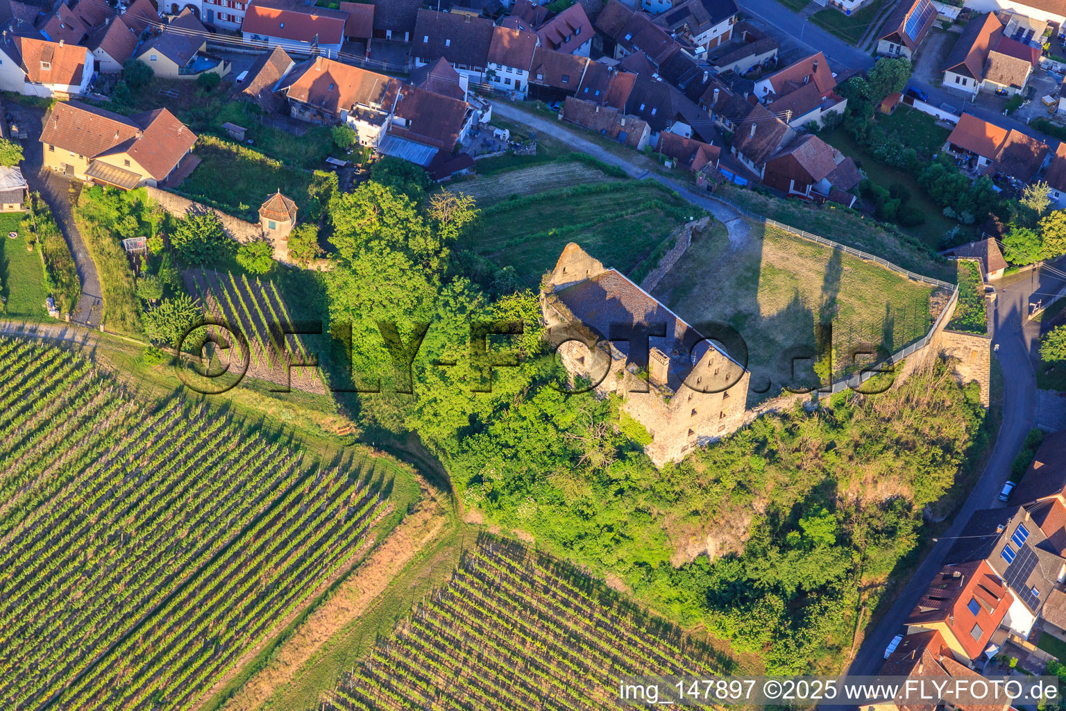 Aerial view of Ruins of the castle Burkheim above the vineyard in the district Burkheim in Vogtsburg im Kaiserstuhl in the state Baden-Wuerttemberg, Germany