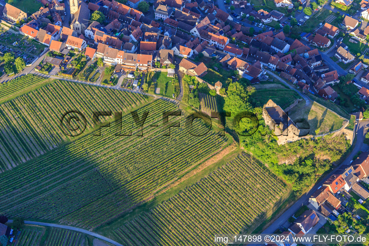 Aerial photograpy of Ruins of the castle Burkheim above the vineyard in the district Burkheim in Vogtsburg im Kaiserstuhl in the state Baden-Wuerttemberg, Germany