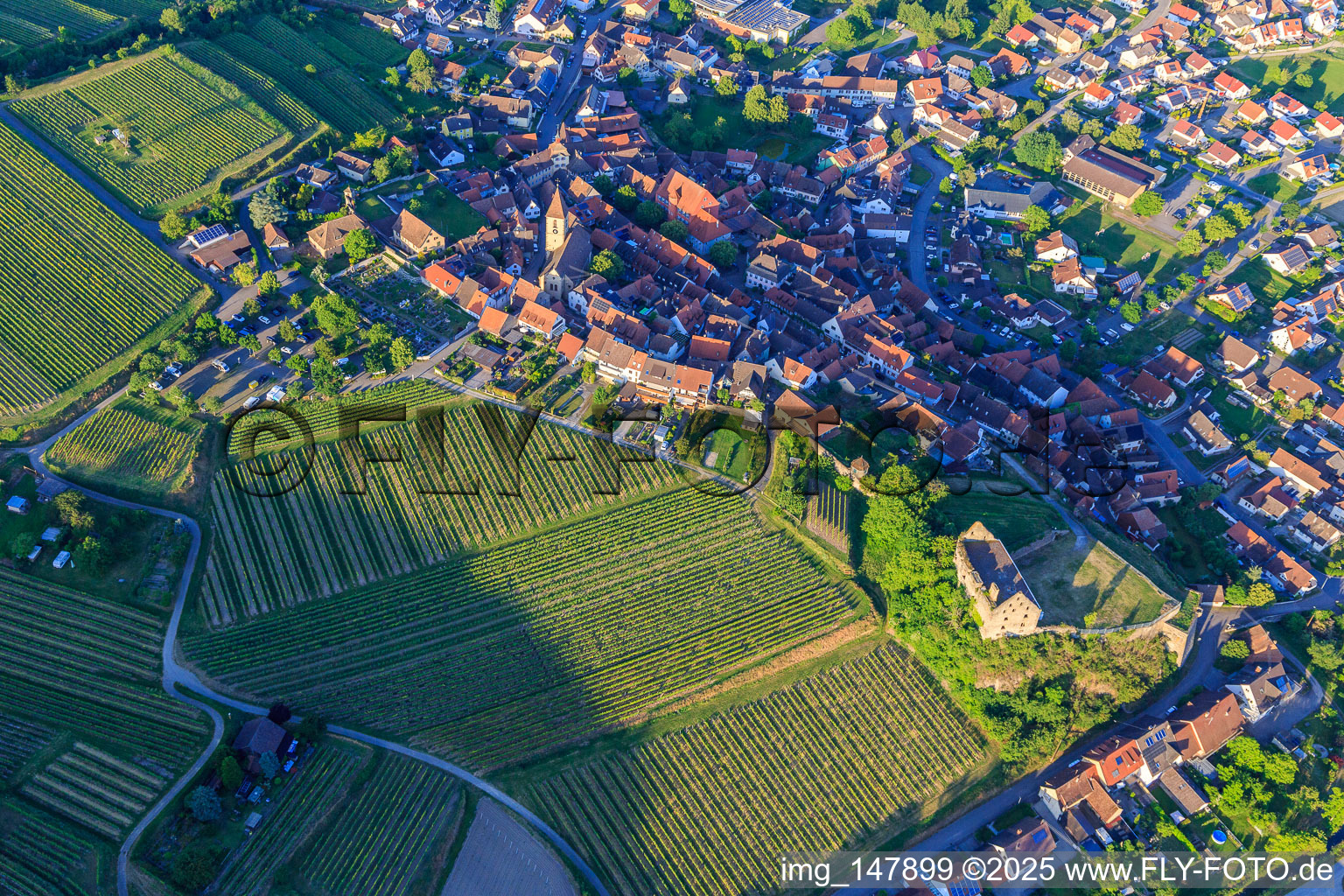 View of the winegrowing village from the southwest with the church of St. Pankratius and the ruins of the castle Burkheim above the vineyard in the district Burkheim in Vogtsburg im Kaiserstuhl in the state Baden-Wuerttemberg, Germany