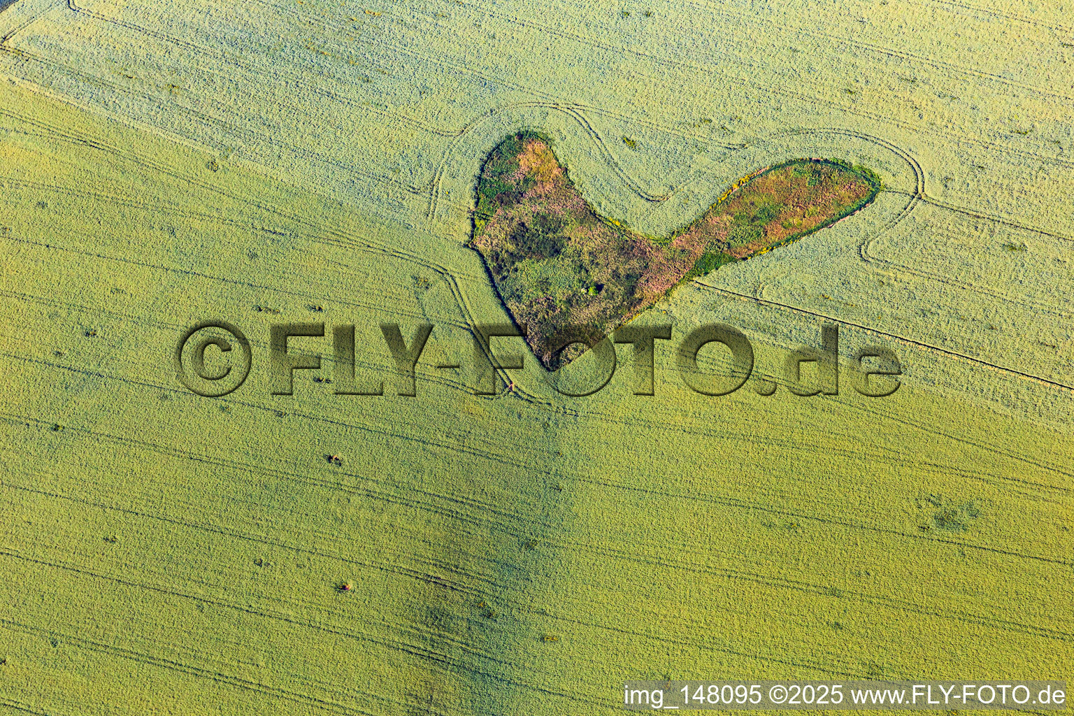 Heart-shaped biotope in wheat field in the district Willerode in Arnstein in the state Saxony-Anhalt, Germany