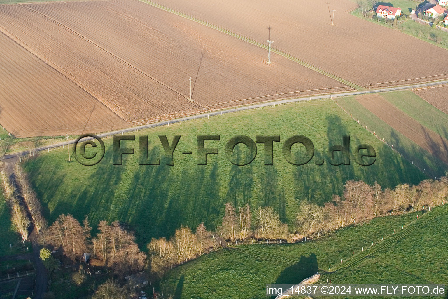 Tree with shadow forming by light irradiation on a field in Woerth am Rhein in the state Rhineland-Palatinate