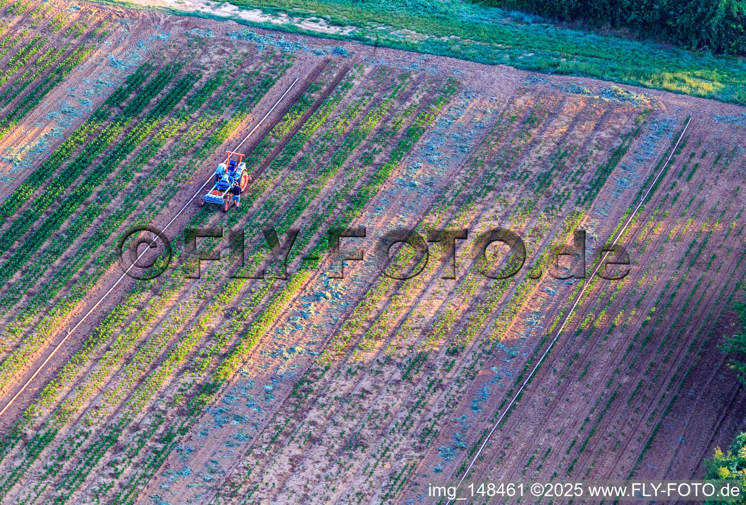 Oldest tractor in Bauer's garden in Freckenfeld in the state Rhineland-Palatinate, Germany