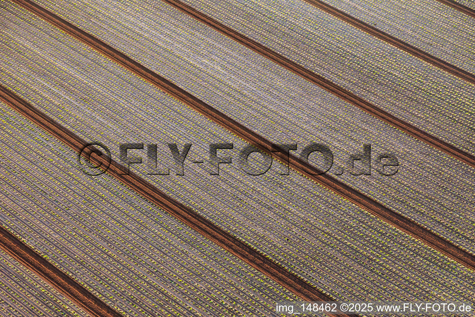 Fields with lettuce seedlings in Minfeld in the state Rhineland-Palatinate, Germany